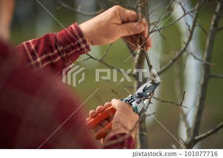 Close up of gardener cutting tree branches with pruner. Old man wearing plaid shirt growing plants in orchard, working outdoors in spring. Concept of agriculture equipment. 101077716