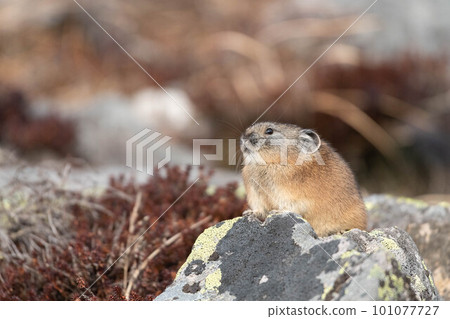 Daisetsuzan Pika in early winter Daisetsuzan Pika in early winter 101077727