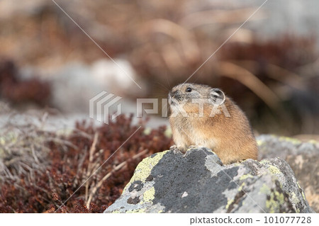 Daisetsuzan Pika in early winter Daisetsuzan Pika in early winter 101077728