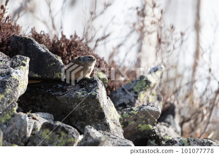 Daisetsuzan Pika in early winter Daisetsuzan Pika in early winter 101077778