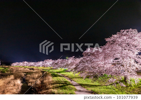 Illuminated cherry blossoms in full bloom at Kodama Senbonzakura, Honjo City, Saitama Prefecture 101077939