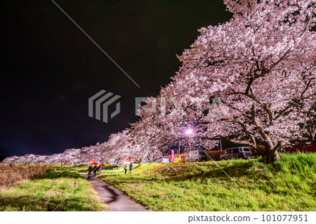 Illuminated cherry blossoms in full bloom at Kodama Senbonzakura, Honjo City, Saitama Prefecture 101077951