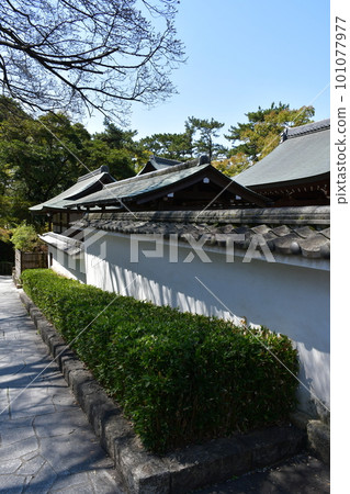 Okazaki Castle, Ninomaru Noh Theater, Birthplace of Ieyasu Tokugawa, Cherry Blossom Viewing Spot 101077977