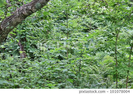 A land where vegetation grows freely 101078004