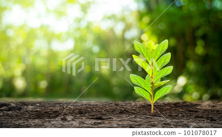 Planting seedlings young plant in the morning light on nature background 101078017