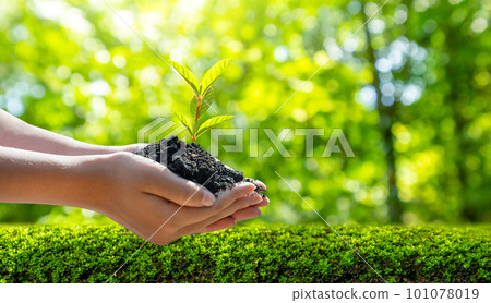 Concept Save the world save environment The world is in the grass of the green bokeh background 101078019