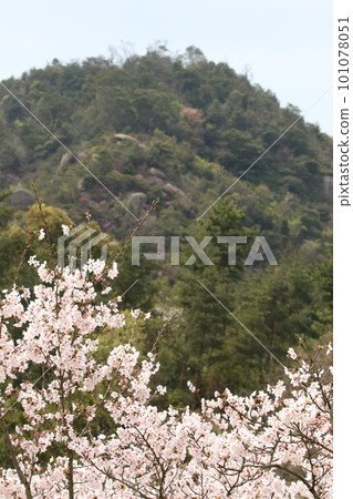 山上盛開的櫻花 山上盛開的櫻花 101078051