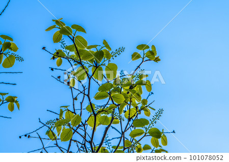 日本橫濱市景 Hakuunboku（白雲樹）。花語華麗，愛之旅，開朗人=3月30日 101078052