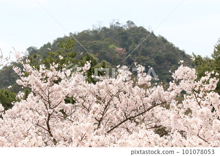 山上盛開的櫻花 山上盛開的櫻花 101078053