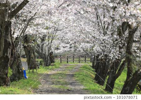 Cherry blossom tunnel/horizontal composition 101078071