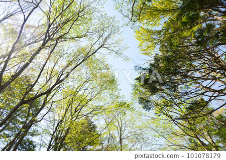 Hokkaido Fresh Green Forest 101078179