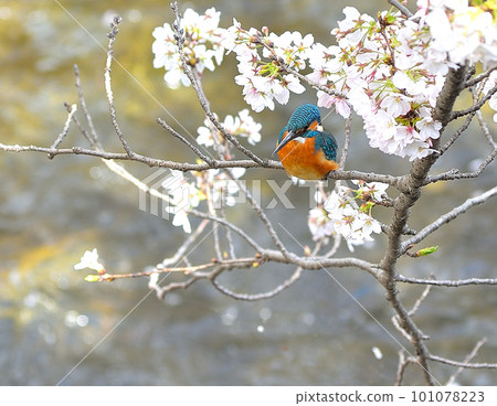 河畔珠寶 河畔珠寶 101078223