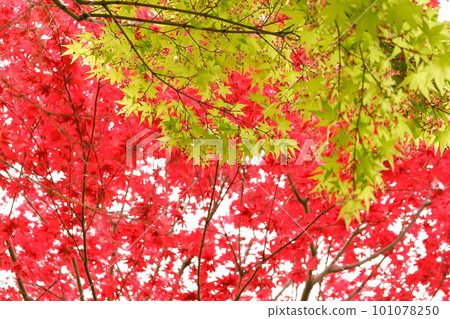japan kanagawa park japanese garden plant april spring flower green nature natural outdoors outdoor tree garden japan kanagawa park japanese garden plant april spring flower green nature natural outdoors outdoor tree garden 101078250