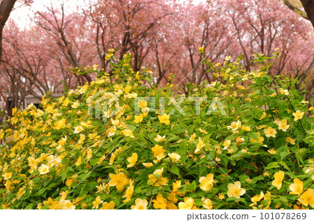 日本神奈川公園日本園林植物四月春天花綠色自然自然戶外戶外樹花園 101078269