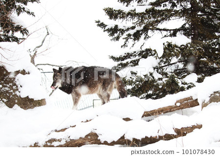 Wolf in the zoo on a snowy day Wolf in the zoo on a snowy day 101078430