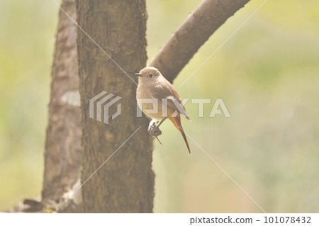 Daurian Redstart female perching on a tree branch Daurian Redstart female perching on a tree branch 101078432