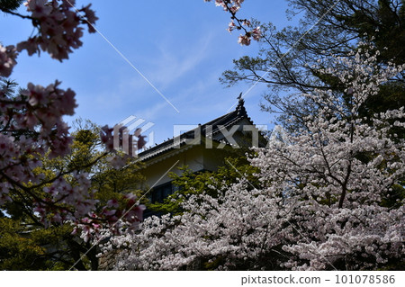 Okazaki Castle Tenshu, the birthplace of Ieyasu Tokugawa, a cherry-blossom viewing spot 101078586
