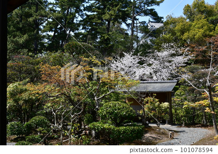 德川家康的出生地岡崎城,賞櫻勝地 德川家康的出生地岡崎城,賞櫻勝地 101078594