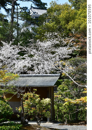 德川家康的出生地岡崎城,賞櫻勝地 德川家康的出生地岡崎城,賞櫻勝地 101078595