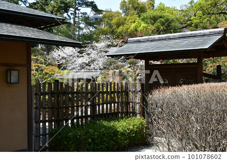 德川家康的出生地岡崎城，賞櫻勝地 101078602
