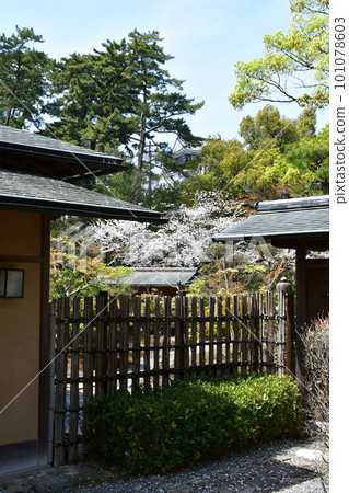 Okazaki Castle, the birthplace of Ieyasu Tokugawa, a cherry-blossom viewing spot Okazaki Castle, the birthplace of Ieyasu Tokugawa, a cherry-blossom viewing spot 101078603