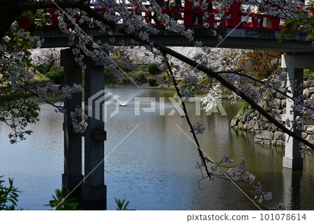 Okazaki Castle, Shinkyo and Sakura, the birthplace of Ieyasu Tokugawa, a cherry-blossom viewing spot Okazaki Castle, Shinkyo and Sakura, the birthplace of Ieyasu Tokugawa, a cherry-blossom viewing spot 101078614