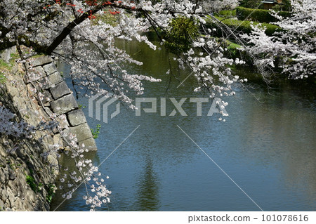 Okazaki Castle, the birthplace of Ieyasu Tokugawa, a cherry-blossom viewing spot Okazaki Castle, the birthplace of Ieyasu Tokugawa, a cherry-blossom viewing spot 101078616