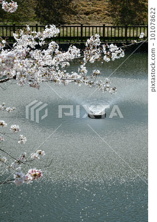 Okazaki Castle, the birthplace of Ieyasu Tokugawa, a cherry-blossom viewing spot Okazaki Castle, the birthplace of Ieyasu Tokugawa, a cherry-blossom viewing spot 101078622