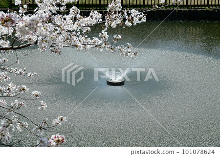 Okazaki Castle, the birthplace of Ieyasu Tokugawa, a cherry-blossom viewing spot Okazaki Castle, the birthplace of Ieyasu Tokugawa, a cherry-blossom viewing spot 101078624