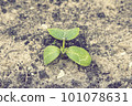 young green sprouts in the ground. Cucumber shoots. Green leaves. Black soil. Vegetable plants. Agricultural business. sprouts of cucumber. toned 101078631