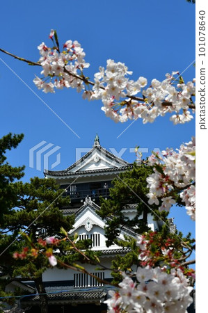 Okazaki Castle Tenshu, the birthplace of Ieyasu Tokugawa, a cherry-blossom viewing spot Okazaki Castle Tenshu, the birthplace of Ieyasu Tokugawa, a cherry-blossom viewing spot 101078640