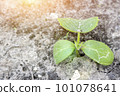 young green sprouts in the ground. Cucumber shoots. Green leaves. Black soil. Vegetable plants. Agricultural business. sprouts of cucumber. toned 101078641