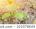 young green sprouts in the ground. Cucumber shoots. Green leaves. Black soil. Vegetable plants. Agricultural business. sprouts of cucumber. toned 101078649