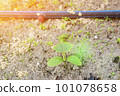 young green sprouts in the ground. Cucumber shoots. Green leaves. Black soil. Vegetable plants. Agricultural business. sprouts of cucumber. toned 101078658
