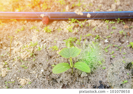 young green sprouts in the ground. Cucumber shoots. Green leaves. Black soil. Vegetable plants. Agricultural business. sprouts of cucumber. toned young green sprouts in the ground. Cucumber shoots. Green leaves. Black soil. Vegetable plants. Agricultural business. sprouts of cucumber. toned 101078658