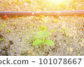 young green sprouts in the ground. Cucumber shoots. Green leaves. Black soil. Vegetable plants. Agricultural business. sprouts of cucumber. toned 101078667