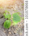 young green sprouts in the ground. Cucumber shoots. Green leaves. Black soil. Vegetable plants. Agricultural business. sprouts of cucumber. toned 101078668