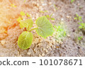 young green sprouts in the ground. Cucumber shoots. Green leaves. Black soil. Vegetable plants. Agricultural business. sprouts of cucumber. toned 101078671