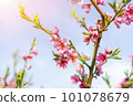 The peach trees blossom in spring. Close up of a peach blossom. Beautiful Pink Peach Blossoms in a Garden. toned 101078679