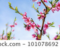 Blossoming peach tree branches, the background blurred. Close up of a peach blossom. Beautiful Pink Peach Blossoms in a Garden. toned 101078692