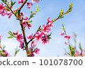 Blossoming peach tree branches, the background blurred. Close up of a peach blossom. Beautiful Pink Peach Blossoms in a Garden. toned 101078700