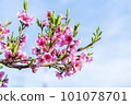 Blossoming peach tree branches, the background blurred. Close up of a peach blossom. Beautiful Pink Peach Blossoms in a Garden. toned 101078701