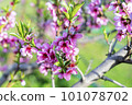 The peach trees blossom in spring. Close up of a peach blossom. Beautiful Pink Peach Blossoms in a Garden. toned 101078702