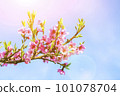 Blossoming peach tree branches, the background blurred. Close up of a peach blossom. Beautiful Pink Peach Blossoms in a Garden. toned 101078704