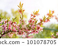 The peach trees blossom in spring. Close up of a peach blossom. Beautiful Pink Peach Blossoms in a Garden. toned 101078705
