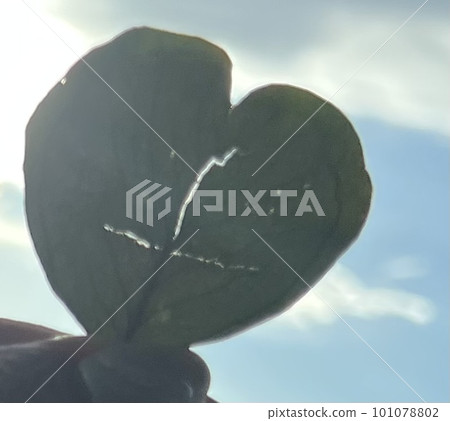 smile towards the sky 101078802