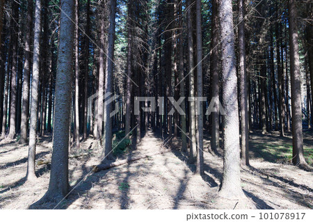 Hokkaido coniferous forest 101078917