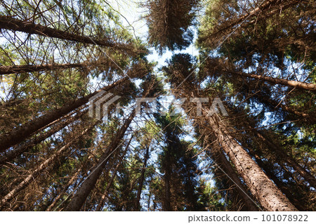 Hokkaido coniferous forest 101078922
