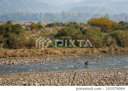 wild alert sambar deer or Rusa unicolor in ramganga river and tiger or panthera tigris tigris in scenic view landscape background in dhikala zone of jim corbett national park forest uttarakhand india wild alert sambar deer or Rusa unicolor in ramganga river and tiger or panthera tigris tigris in scenic view landscape background in dhikala zone of jim corbett national park forest uttarakhand india 101079064