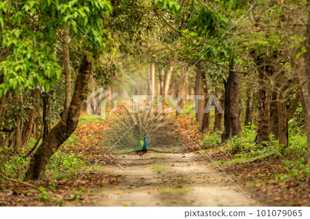 Indian peafowl or Pavo cristatus or male peacock display his wings open dancing with full colorful wingspan to attracts female in natural green Terai Arc Landscape forest pilibhit national park india Indian peafowl or Pavo cristatus or male peacock display his wings open dancing with full colorful wingspan to attracts female in natural green Terai Arc Landscape forest pilibhit national park india 101079065